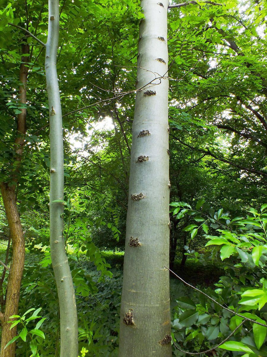 tall American beech tree in a forest