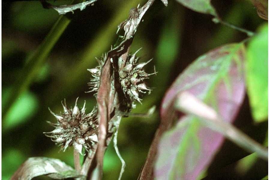 Taken Jan 1, 1900 by EOL − USDA NRCS Wetland Science Institute. (public)