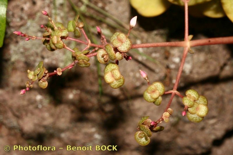 Taken Feb 15, 2008 by Photoflora - Benoit BOCK (©)