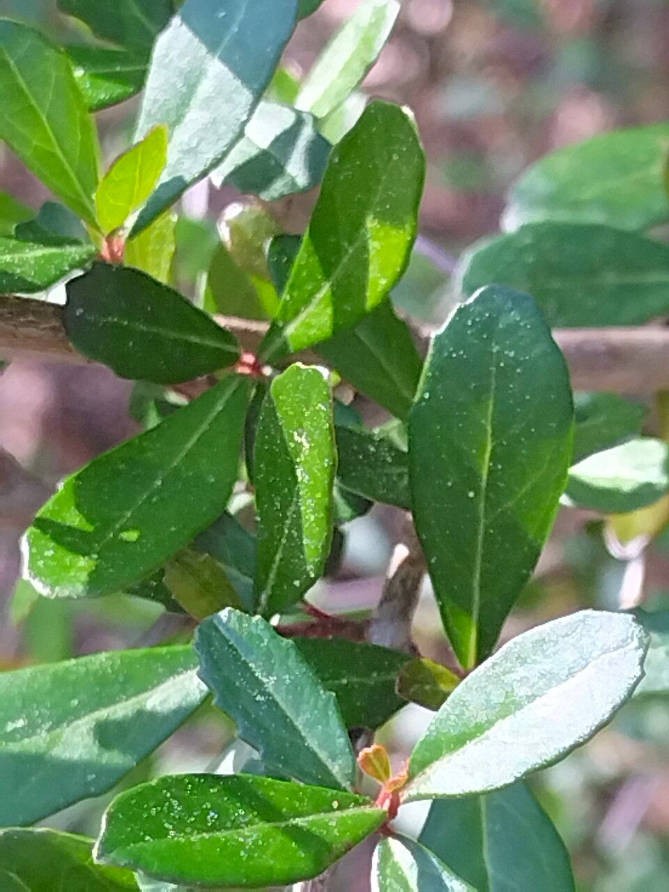 Viburnum obovatum Walter, Walter's viburnum (World flora) - Pl@ntNet ...