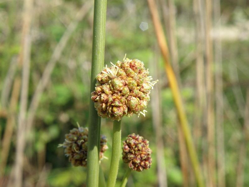 Taken Jun 27, 2013 by Tela Botanica − Florent Beck (cc-by-sa)