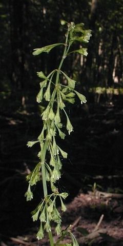 Plant Image 1