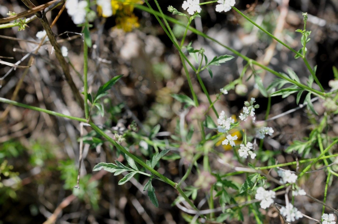 Taken Jul 17, 2014 by Tela Botanica − Françoise CARLE (cc-by-sa)