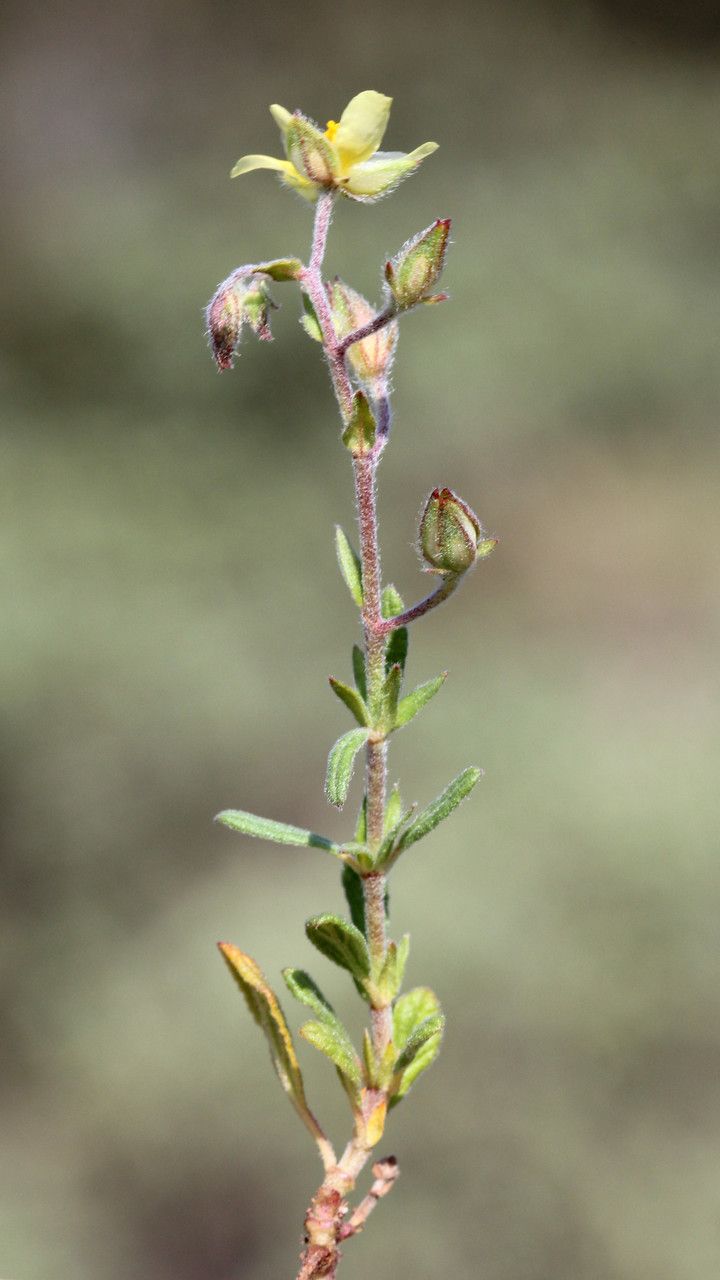 Taken Apr 7, 2013 by Tela Botanica − John DE VOS (cc-by-sa)