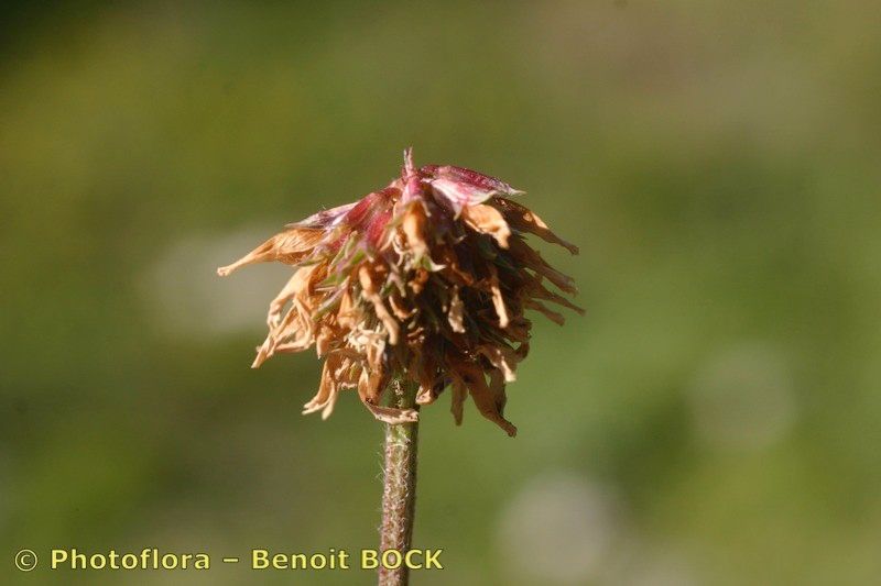 Taken Jul 15, 2005 by Photoflora - Benoit BOCK (©)