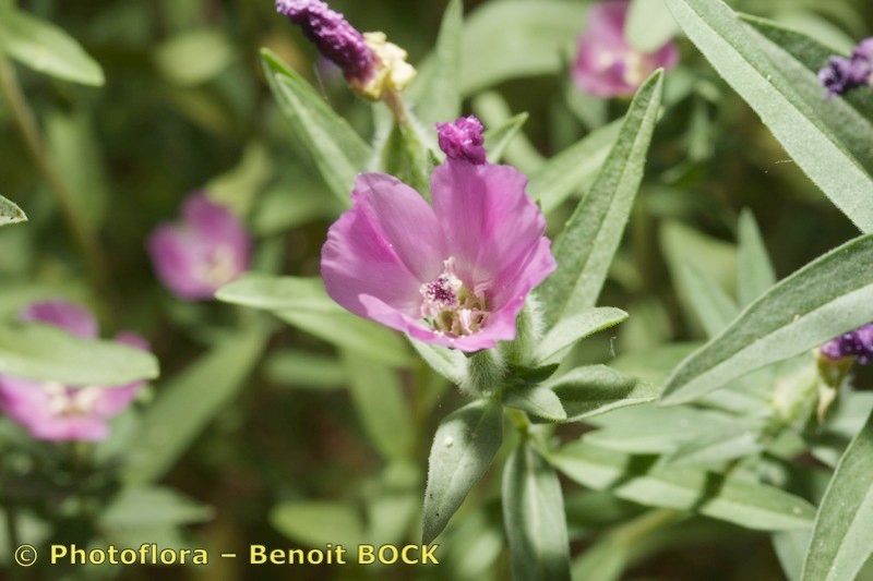 Taken Jul 15, 2009 by Photoflora - Benoit BOCK (©)