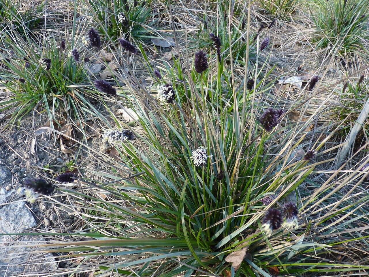 Sesleria heufleriana Schur, Blue-green moor grass (World flora) - Pl ...