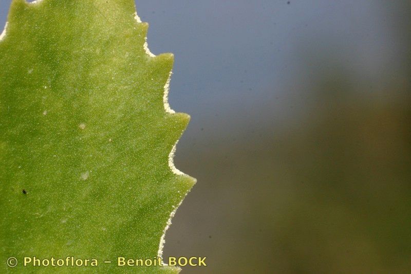 Taken Jul 15, 2005 by Photoflora - Benoit BOCK (©)