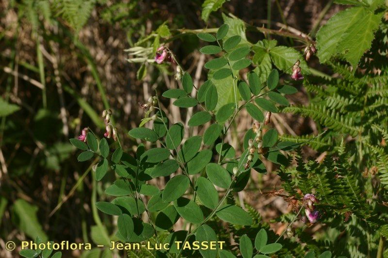 Taken Aug 15, 2005 by Photoflora - Jean-Luc TASSET (©)