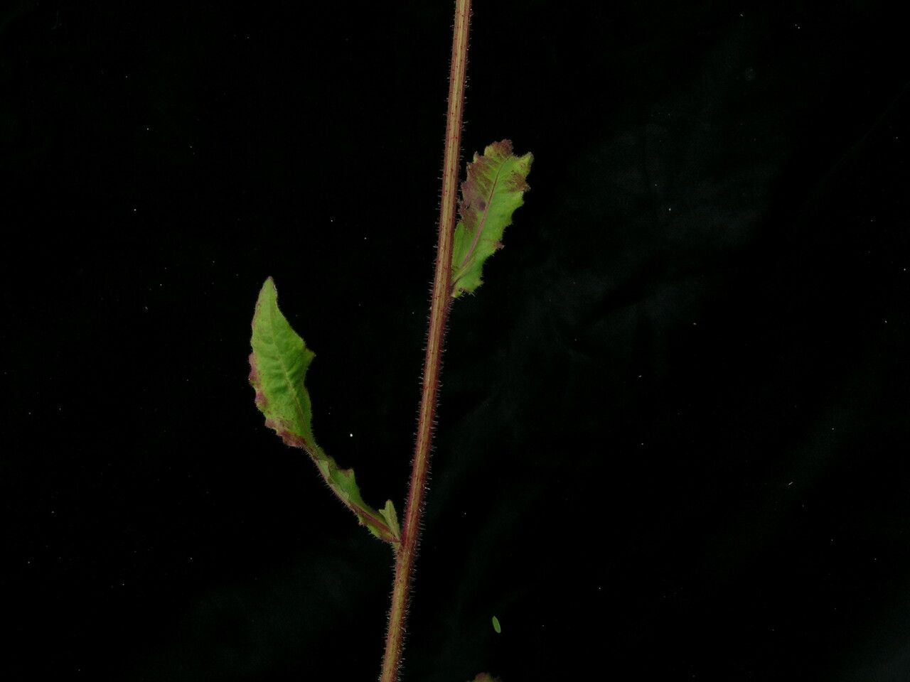 Taken Jun 17, 2008 by Royal Botanic Garden Edinburgh - Anonymous (cc-by-nc)