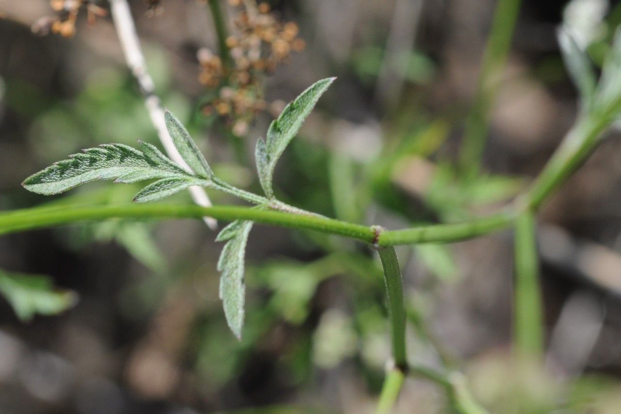 Taken Jul 17, 2014 by Tela Botanica − Françoise CARLE (cc-by-sa)