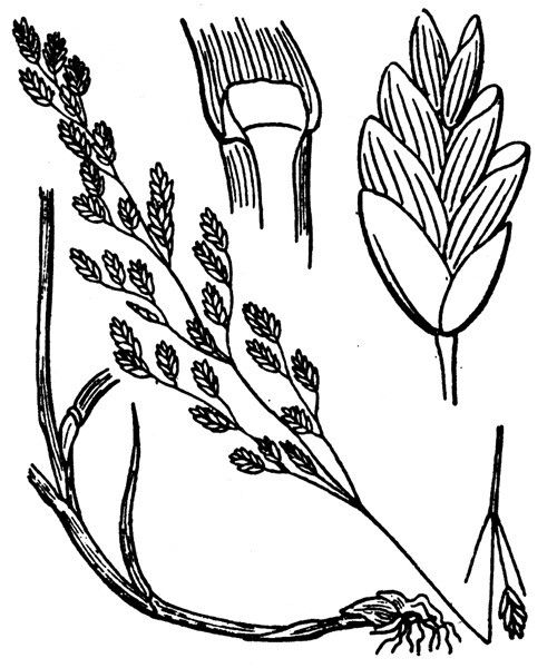 Plant Image 1