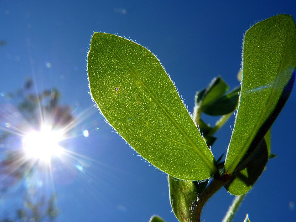 Taken Aug 9, 2013 by Tela Botanica − Emmanuel STRATMAINS (cc-by-sa)