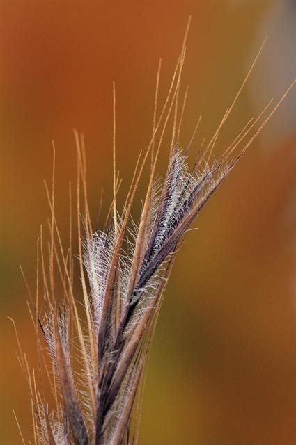 Taken Jan 1, 1900 by EOL − Encyclopedia of Life (cc-by-nc)