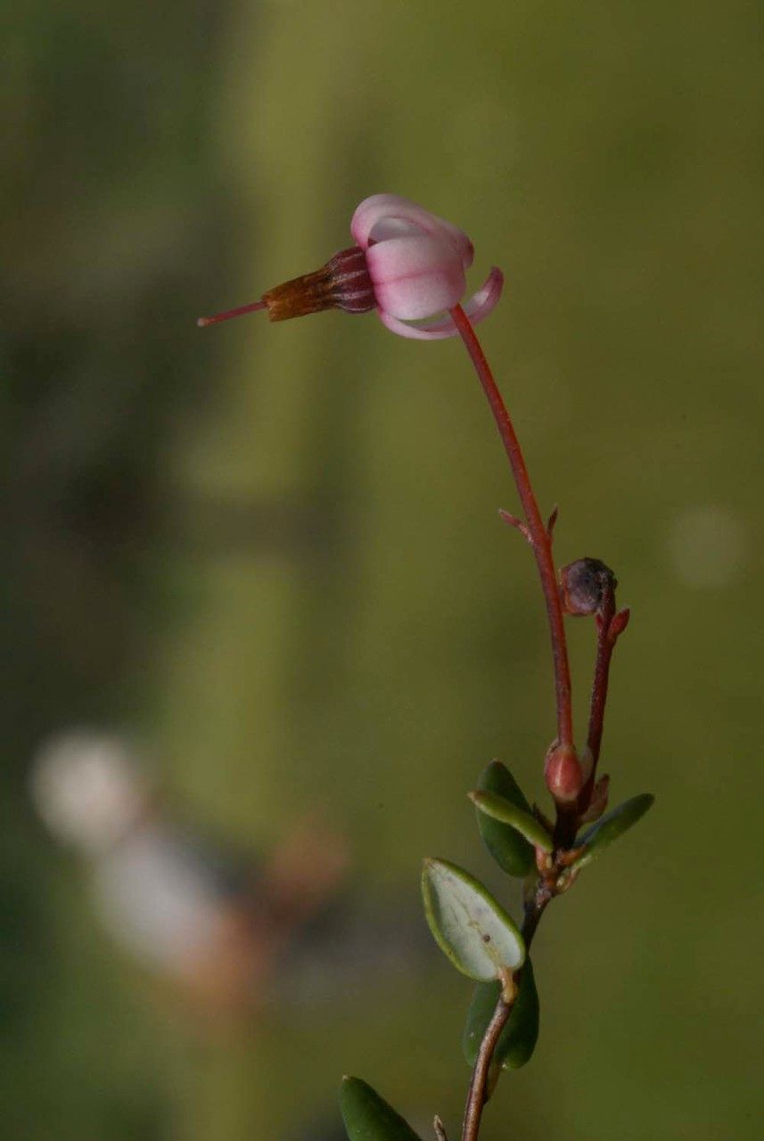 Taken Jun 30, 2008 by Tela Botanica − Liliane Roubaudi (cc-by-sa)