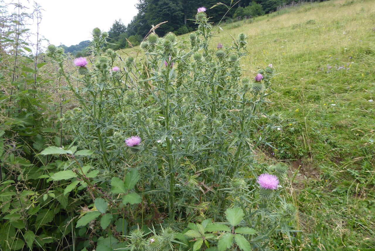 Black thistle