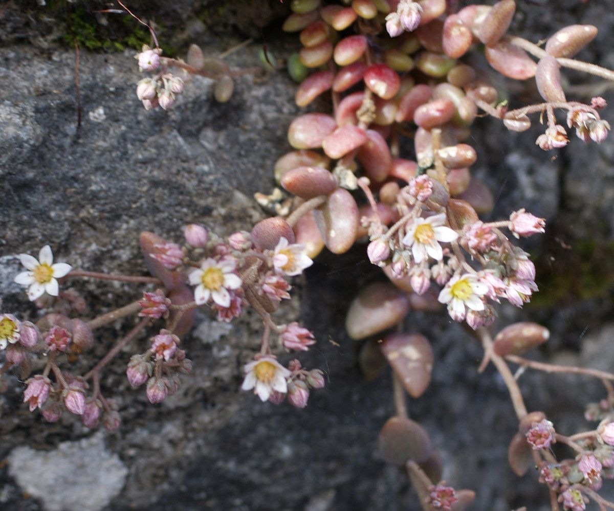 Taken Jul 10, 2014 by Tela Botanica − Liliane Roubaudi (cc-by-sa)