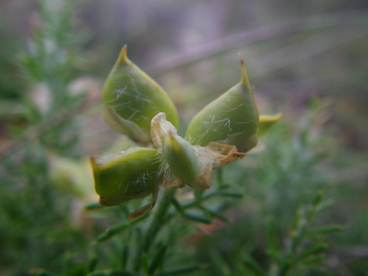 Taken Jun 15, 2014 by Tela Botanica − Sylvain PIRY (cc-by-sa)