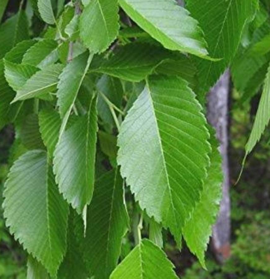 Ulmus americana L., American elm (World flora) - Pl@ntNet identify