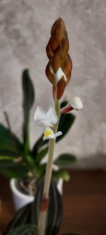 Ludisia discolor (Ker Gawl.) A.Rich., Orquídea joya (Flora mundial) -  Pl@ntNet identify
