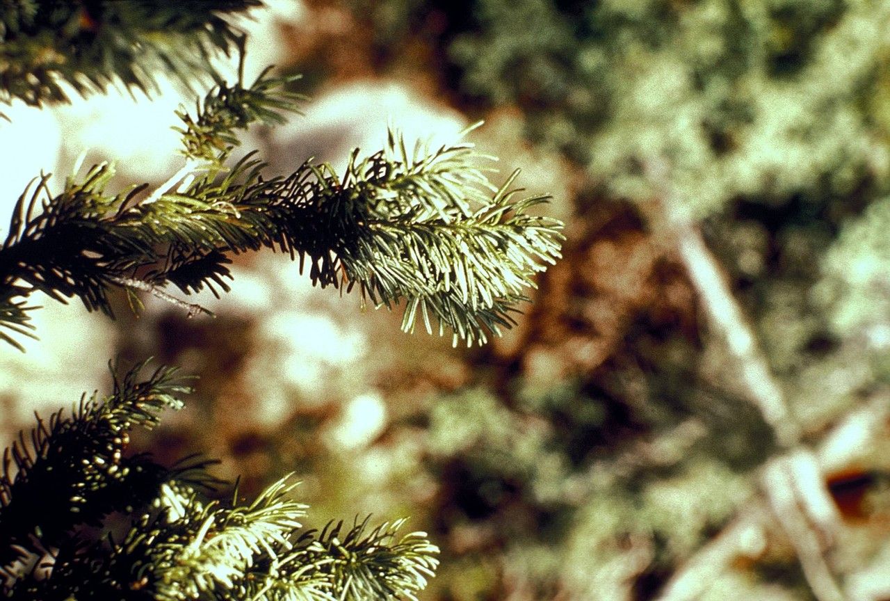 Taken Jan 1, 1900 by EOL − WVU Herbarium (cc-by-nc-sa)