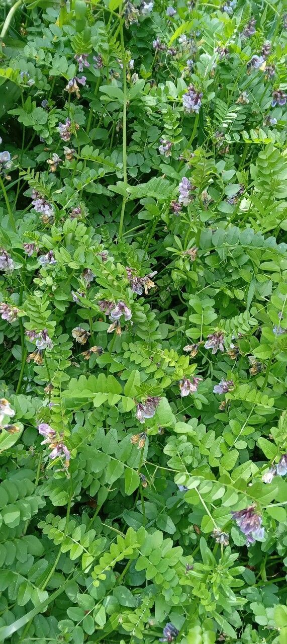 Hedge vetch