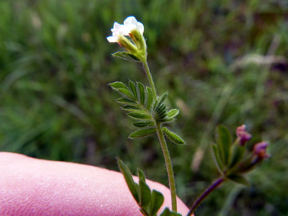 Taken Jun 27, 2012 by Tela Botanica − Emmanuel STRATMAINS (cc-by-sa)