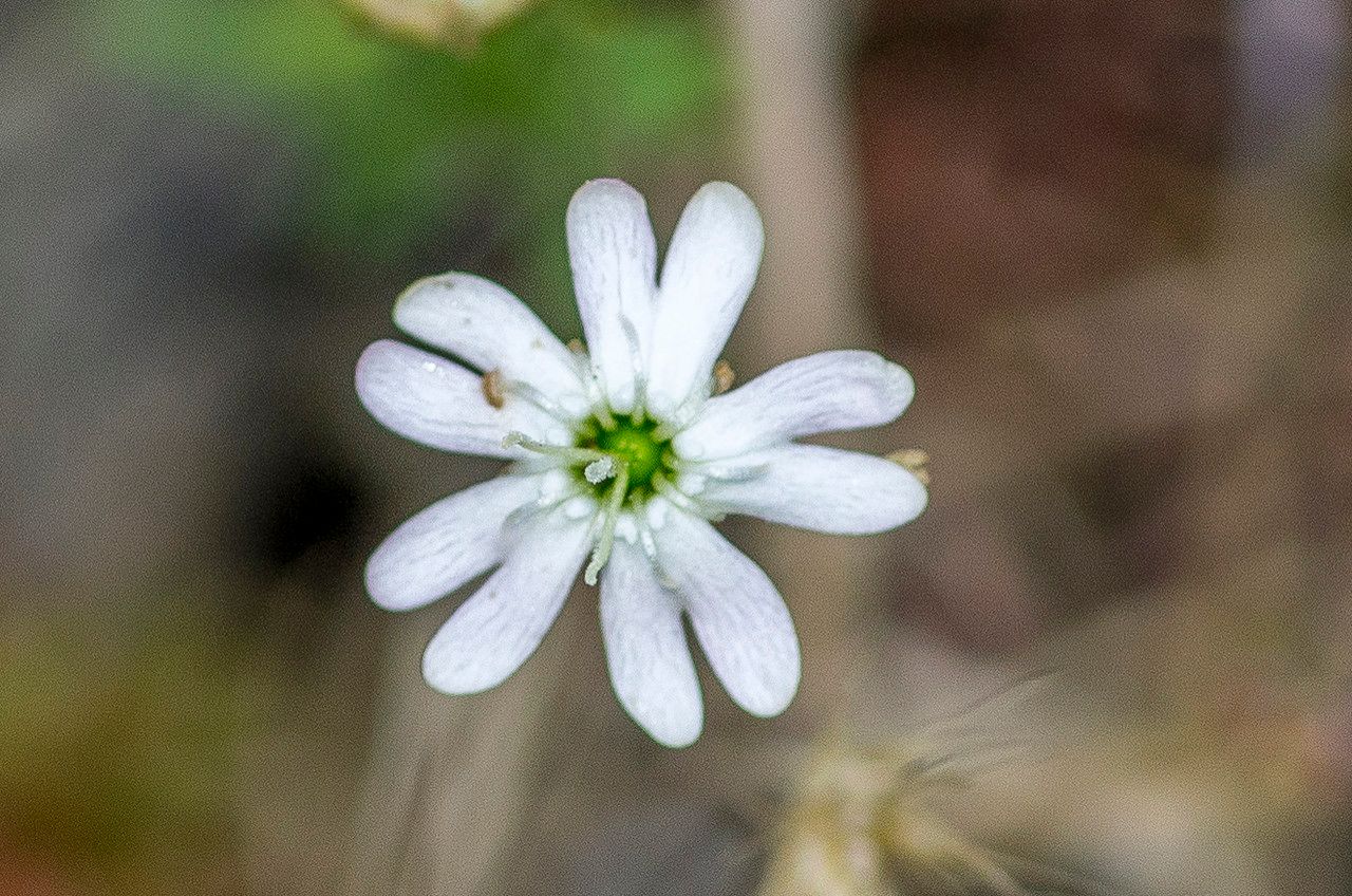 Taken Jun 23, 2014 by Tela Botanica − Jean-Jacques HOUDRÉ (cc-by-sa)