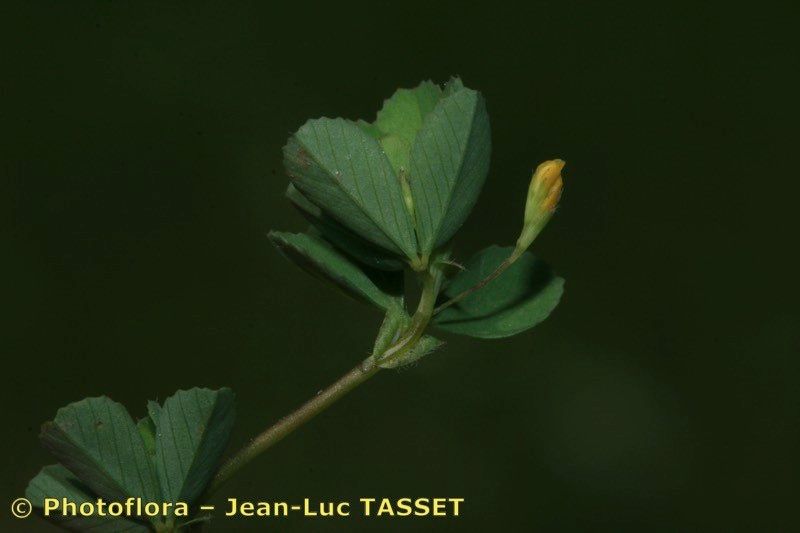 Taken Apr 15, 2011 by Photoflora - Jean-Luc TASSET (©)