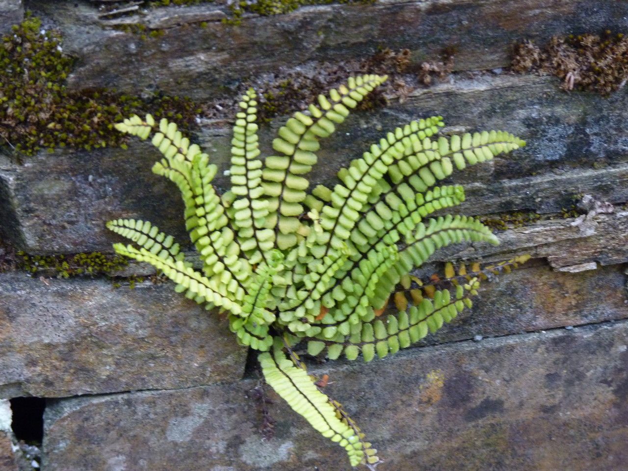 Maidenhair spleenwort