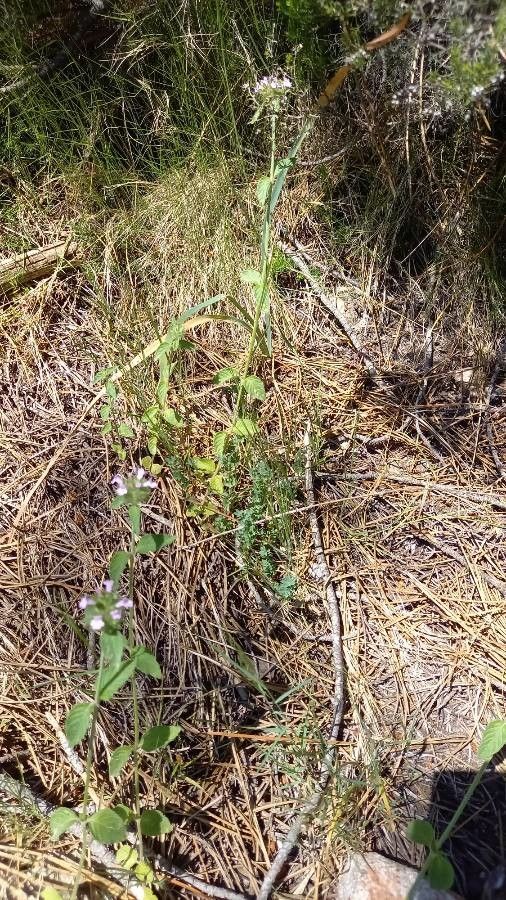 Cushion calamint