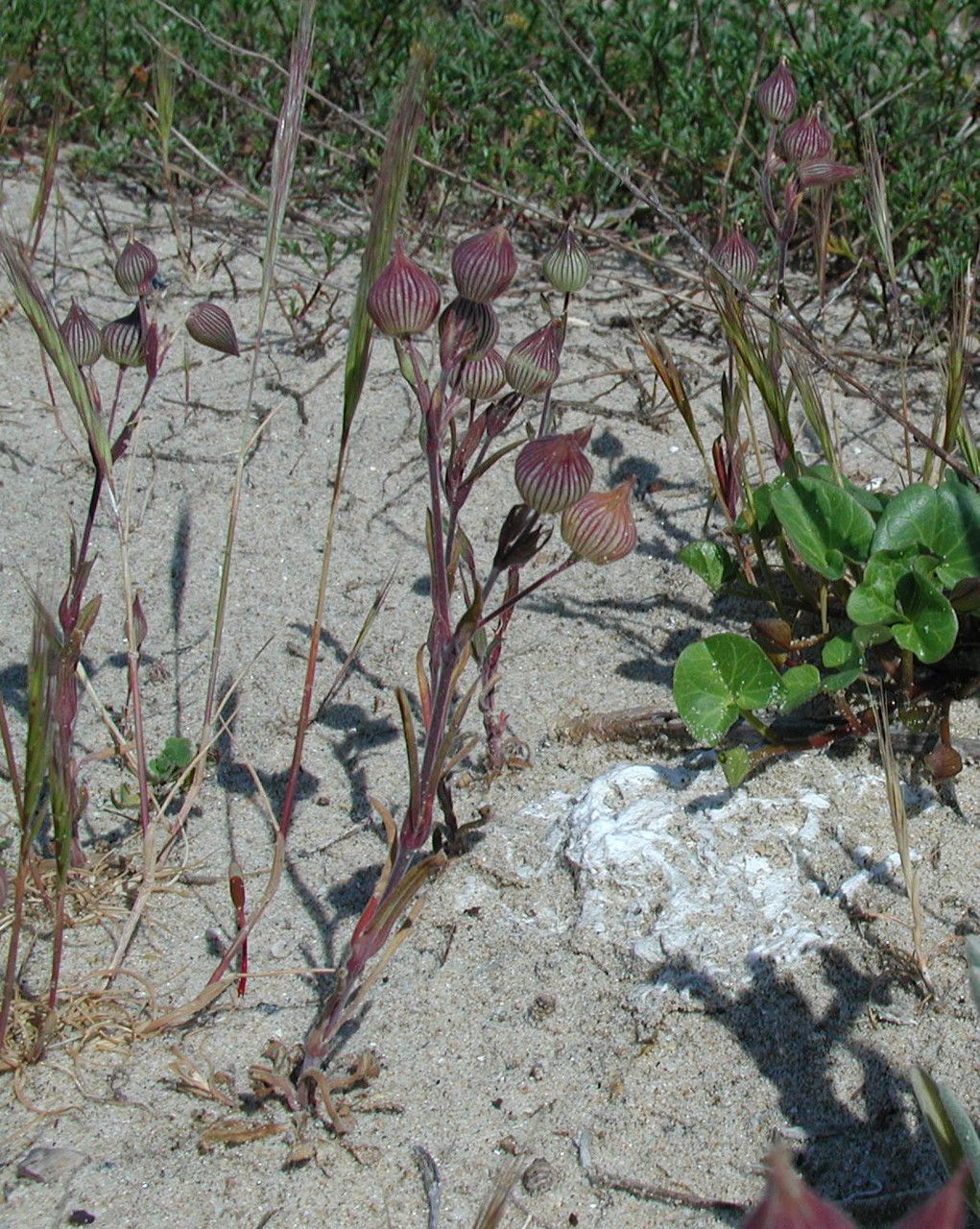 Taken Jan 1, 1800 by Tela Botanica − Yves PENIT (cc-by-sa)