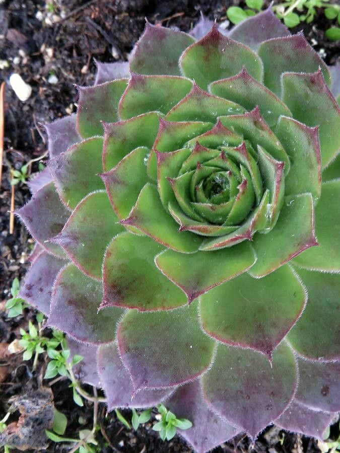 Observación: Sempervivum tectorum L. (Palo Rapos 7 de ene. de 2021) Europa  Occidental - Pl@ntNet identify