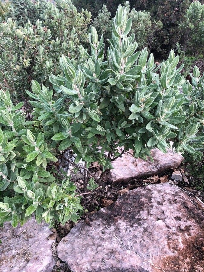 White-leaf rock-rose