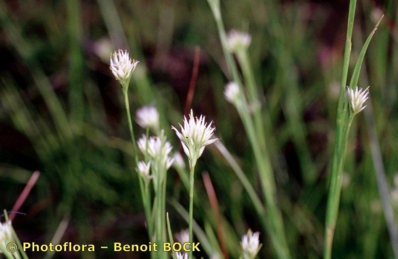 Taken Jul 15, 1996 by Photoflora - Benoit BOCK (©)