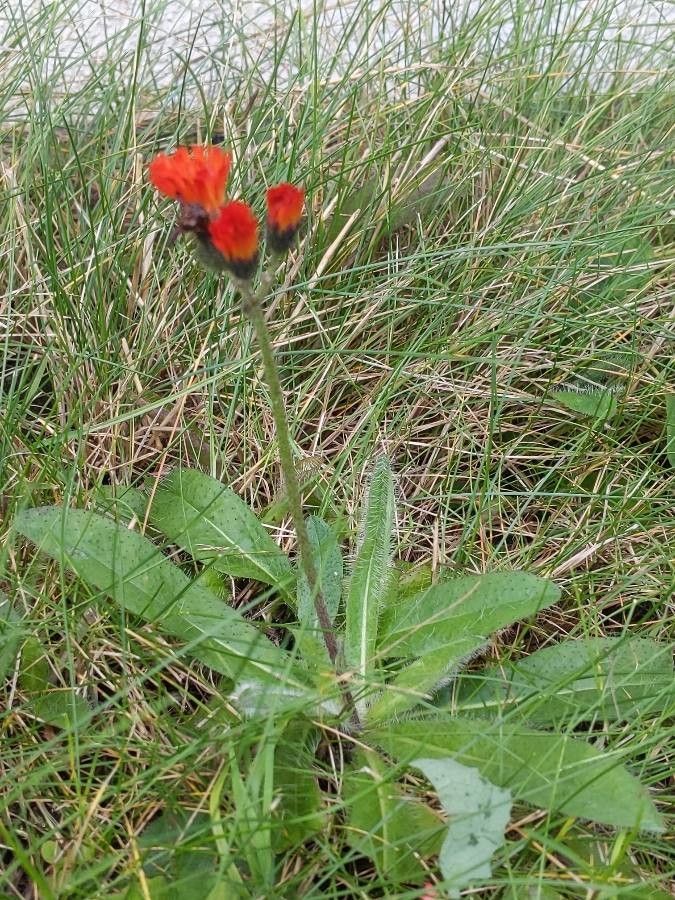 Fox-and-cubs