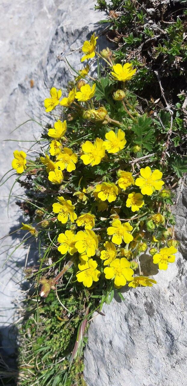 Observation: Potentilla tabernaemontani Asch. (florence molinari May 12 ...