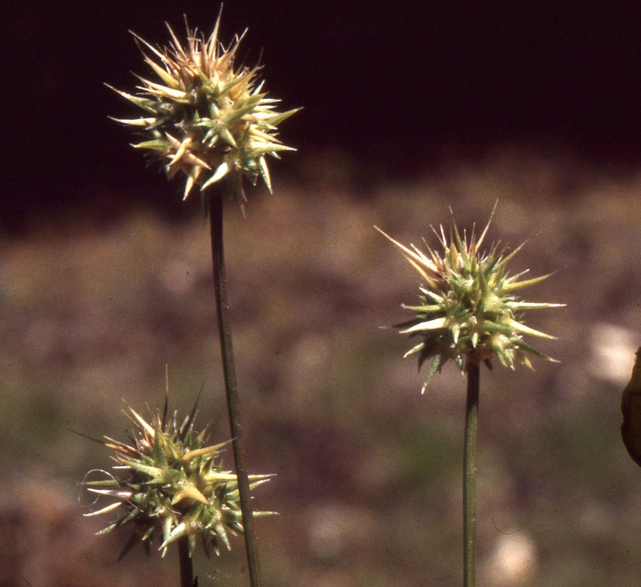 Taken May 18, 2002 by Tela Botanica − Liliane Roubaudi (cc-by-sa)