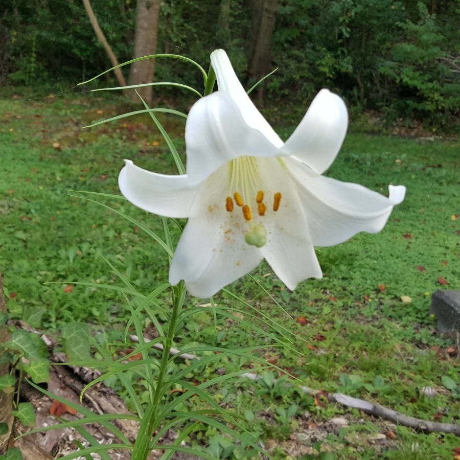 観察 Lilium Longiflorum Thunb 由美子 Mis 年8月日 日本 Pl Ntnet Identify