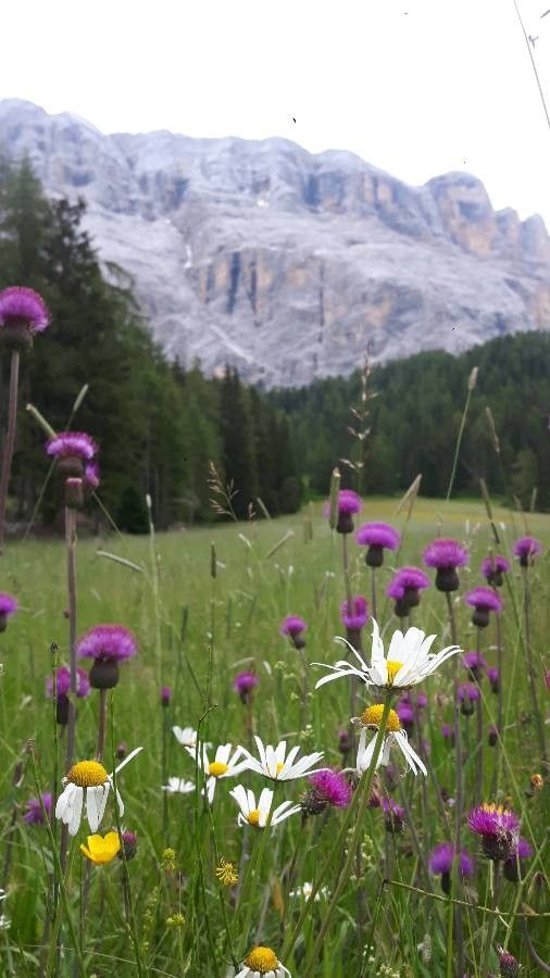 Melancholy thistle