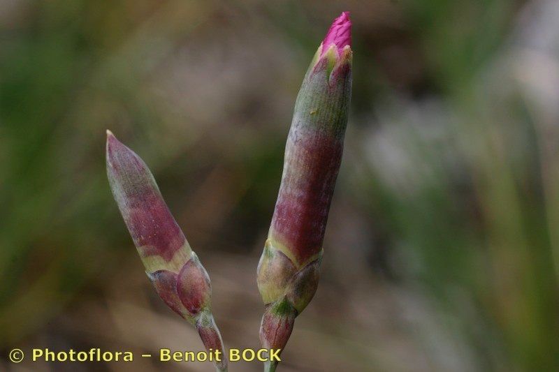 Taken Aug 15, 2005 by Photoflora - Benoit BOCK (©)