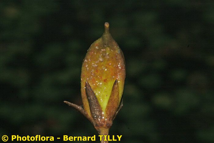 Taken Aug 15, 2006 by Photoflora - Bernard TILLY (©)