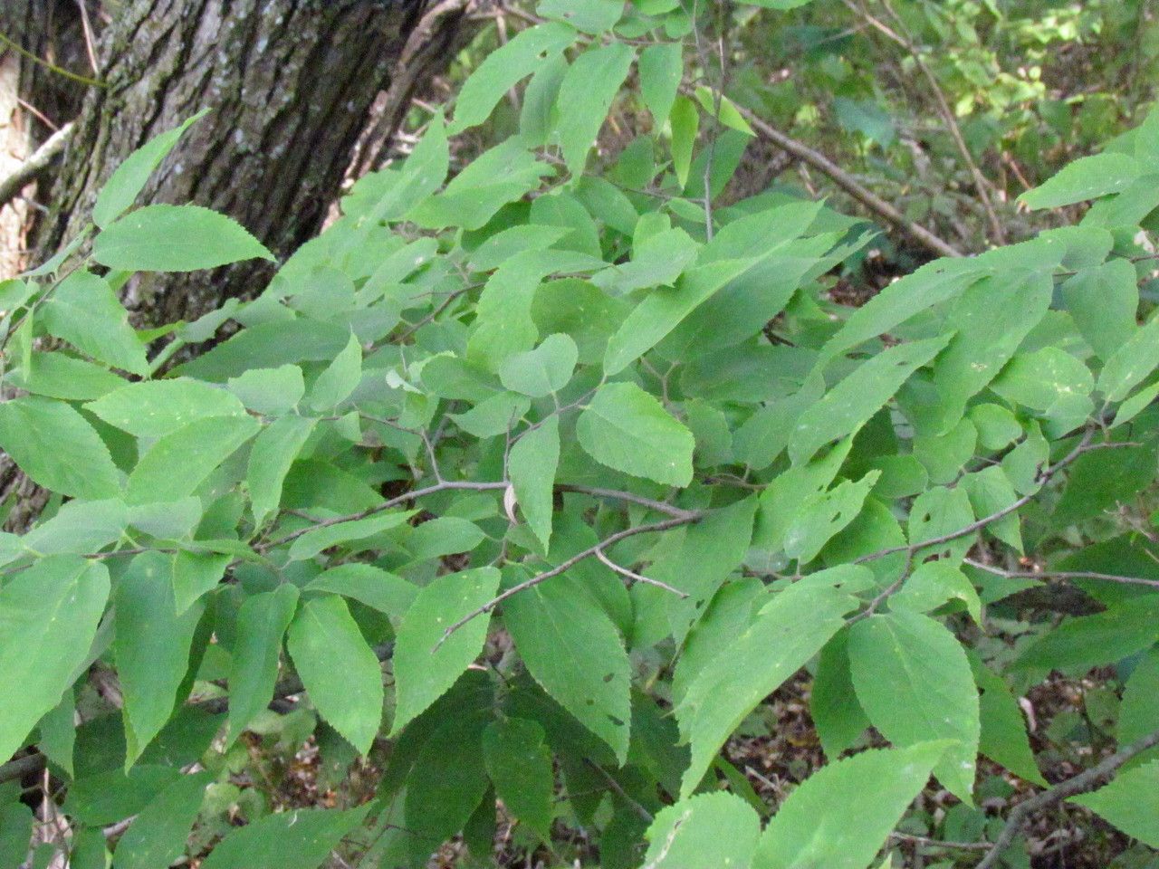 Plant Image 2