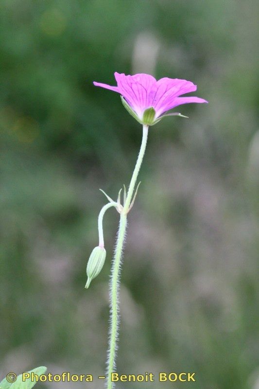 Taken Aug 15, 2007 by Photoflora - Benoit BOCK (©)