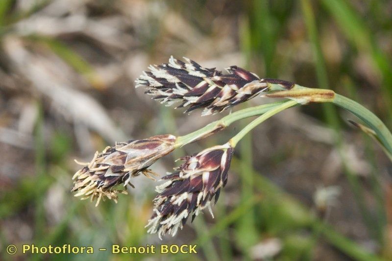 Taken Jul 15, 2009 by Photoflora - Benoit BOCK (©)