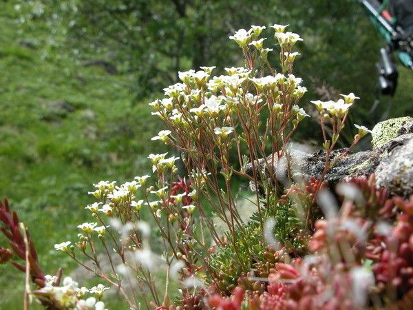 Taken Jun 24, 2006 by Tela Botanica − Claude FIGUREAU (cc-by-sa)