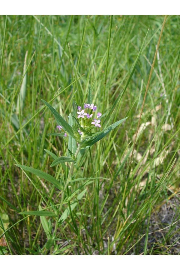 Taken Jan 1, 1900 by EOL − This image is not copyrighted and may be freely used for any purpose. Please credit the artist, original publication if applicable, and the USDA-NRCS PLANTS Database. The following format is suggested and will be appreciated: Sheri Hagwood @ USDA-NRCS PLANTS Database If you cite PLA (public)