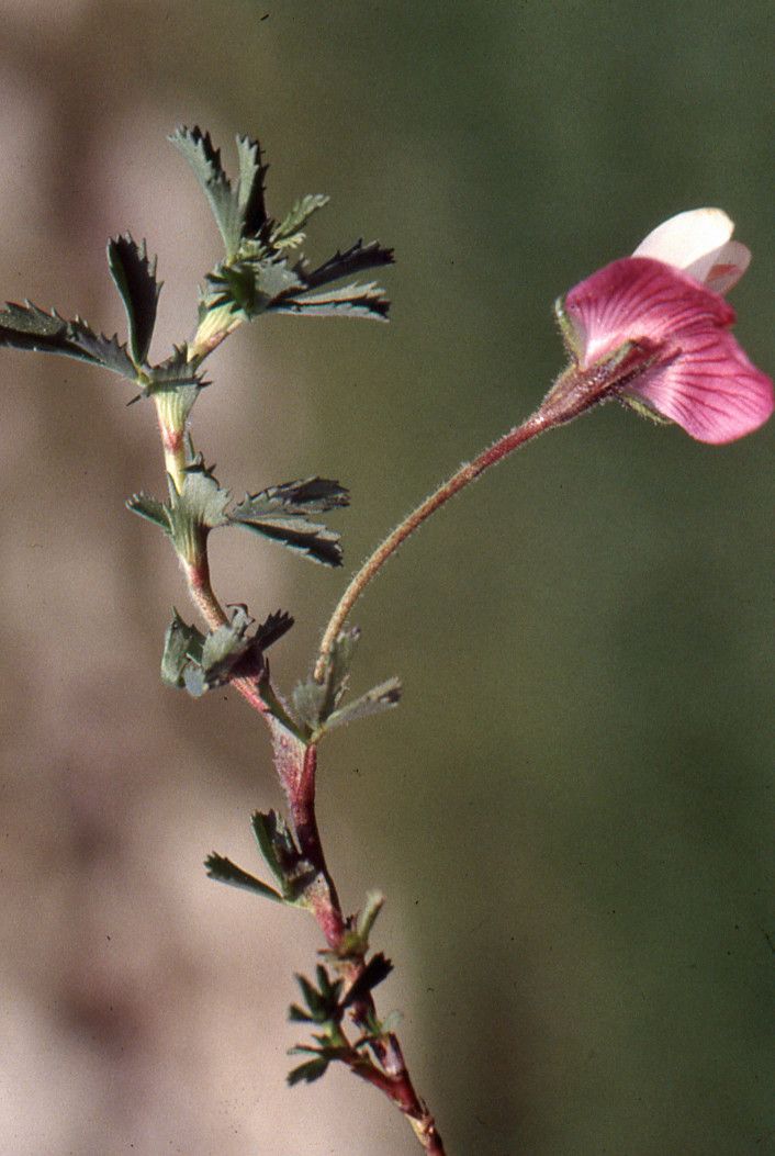 Taken Jul 11, 1994 by Tela Botanica − Liliane Roubaudi (cc-by-sa)