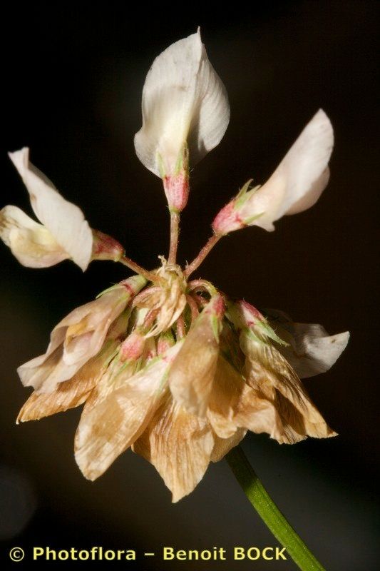 Taken Jul 15, 2008 by Photoflora - Benoit BOCK (©)