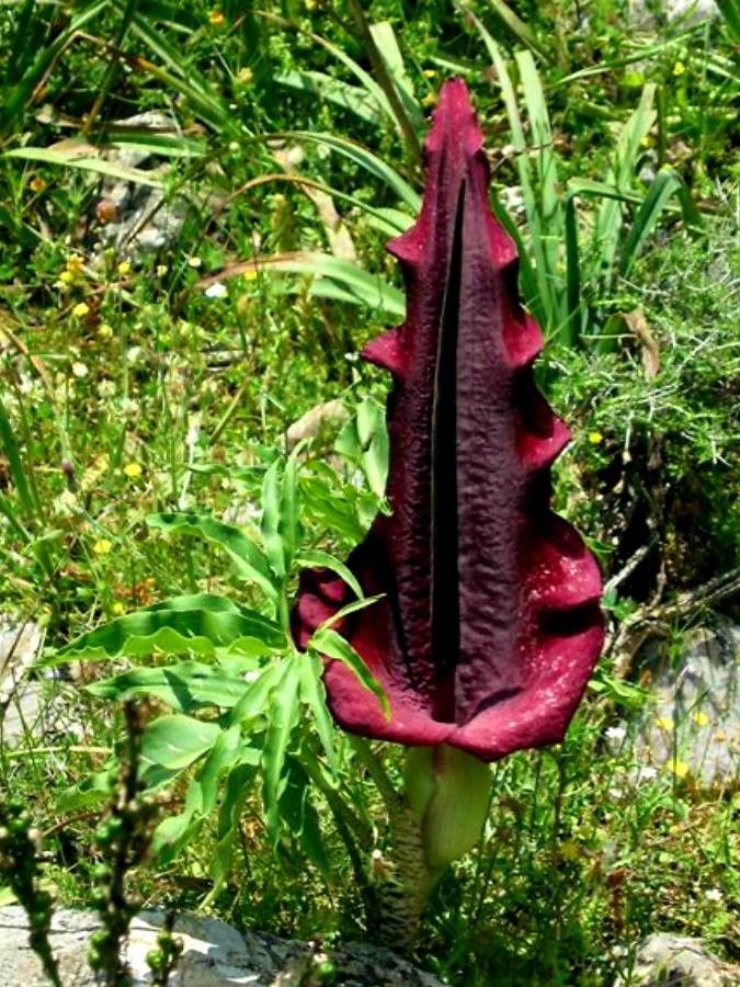 Dracunculus vulgaris Schott, Arum petit-dragon (Flore mondiale) - Pl@ntNet  identify